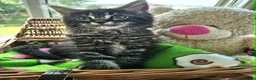 Maine Coon cats for sale: **FABULOUS GORGEOUS MAINE COON KITTYS READY NOW ** - Advert 10