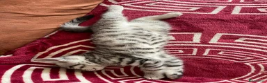 British Shorthair Kitten 1
