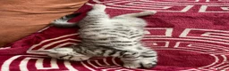 British Shorthair cats for sale: British shorthair mix kitten’s  - Advert 12