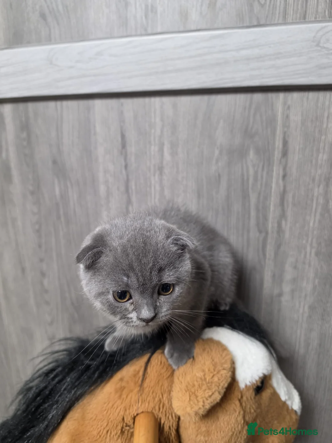 British Shorthair cats for sale: Beautiful British Shorthair and Scottish kittens  in Queenborough - Advert 8