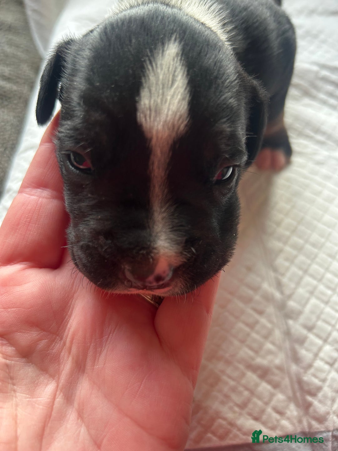 Mixed Breed dogs for sale: 🐾 11 Adorable Puppies From an Accidental Litter - Advert 11