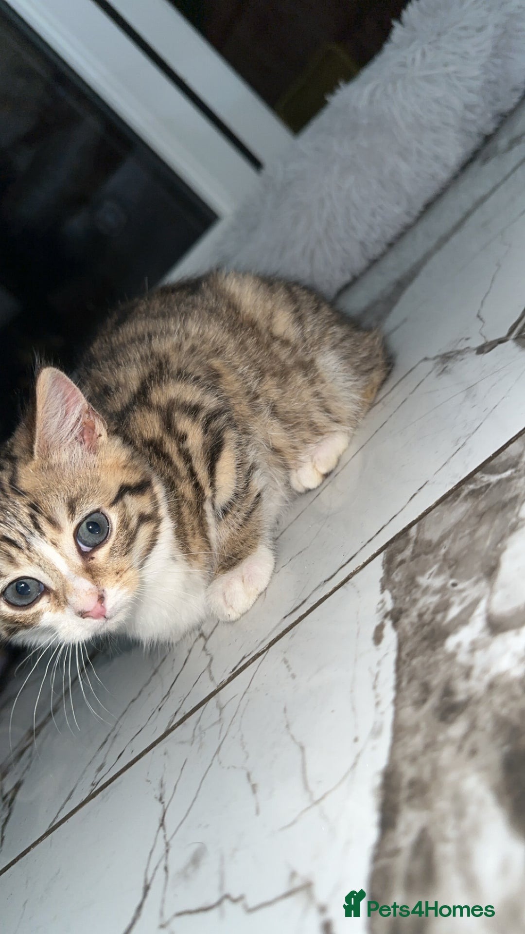 Domestic Shorthair cats for sale: Adorable tabby kitten - Advert 12