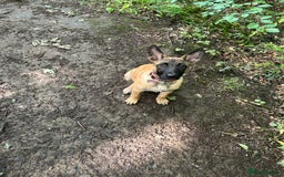 Belgian Shepherd Dog dogs for sale: Belgian malinois - Image 1