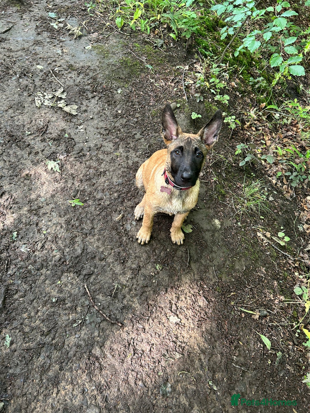 Belgian Shepherd Dog dogs for sale: Belgian malinois - Image 1