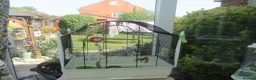 Budgerigars birds for sale: BEAUTIFUL EXHIBITION BUDGIE WITH CAGE - Advert 5