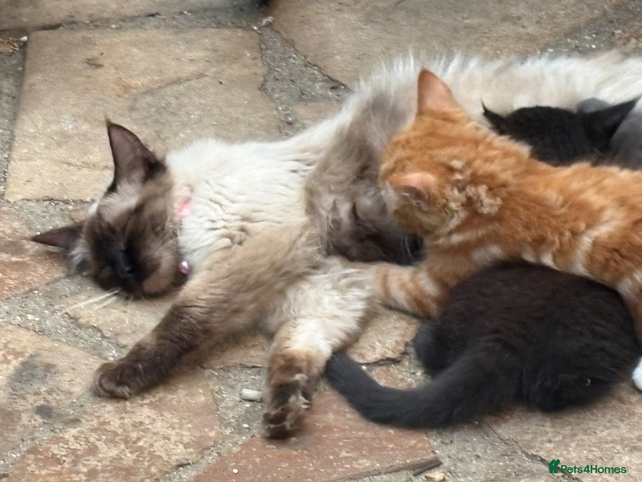 Mixed Breed cats Ragdoll x gorgeous  - Advert 4