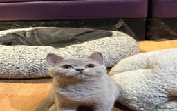 British Shorthair cats for sale: Beautiful British Shorthair in Bromley - Image 4