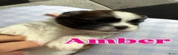 Lhasa Apso dogs for sale: Stunning litter of Lhasa apso puppies  - Advert 10