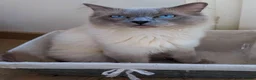 Ragdoll cats for stud: Proven GCCF Registered Stud - Advert 5