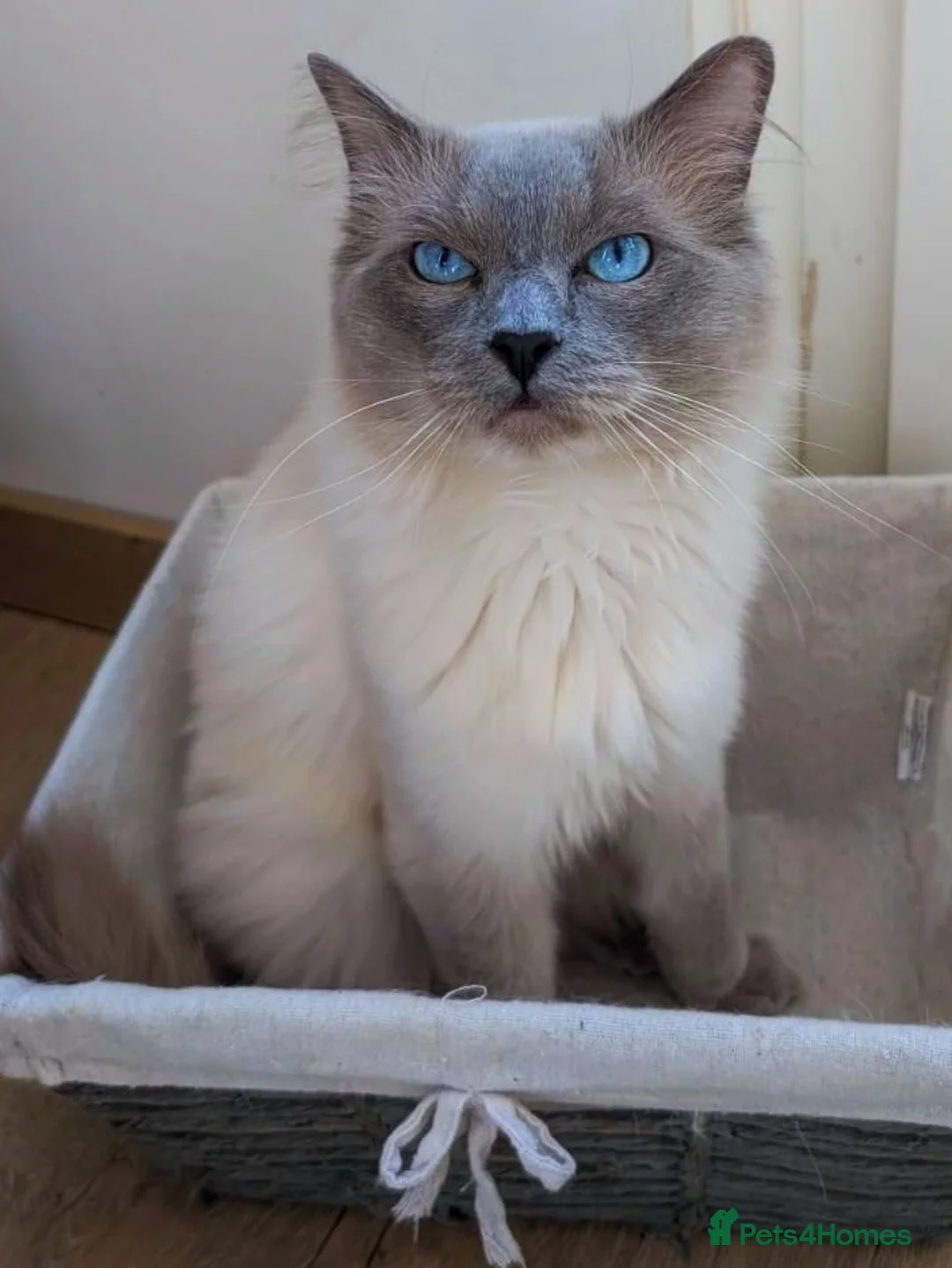 Ragdoll cats for stud: Proven GCCF Registered Stud - Advert 5
