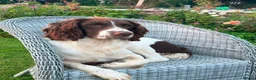 English Springer Spaniel dogs for sale: Beautiful Springer Spaniel Puppies For Sale  - Advert 4