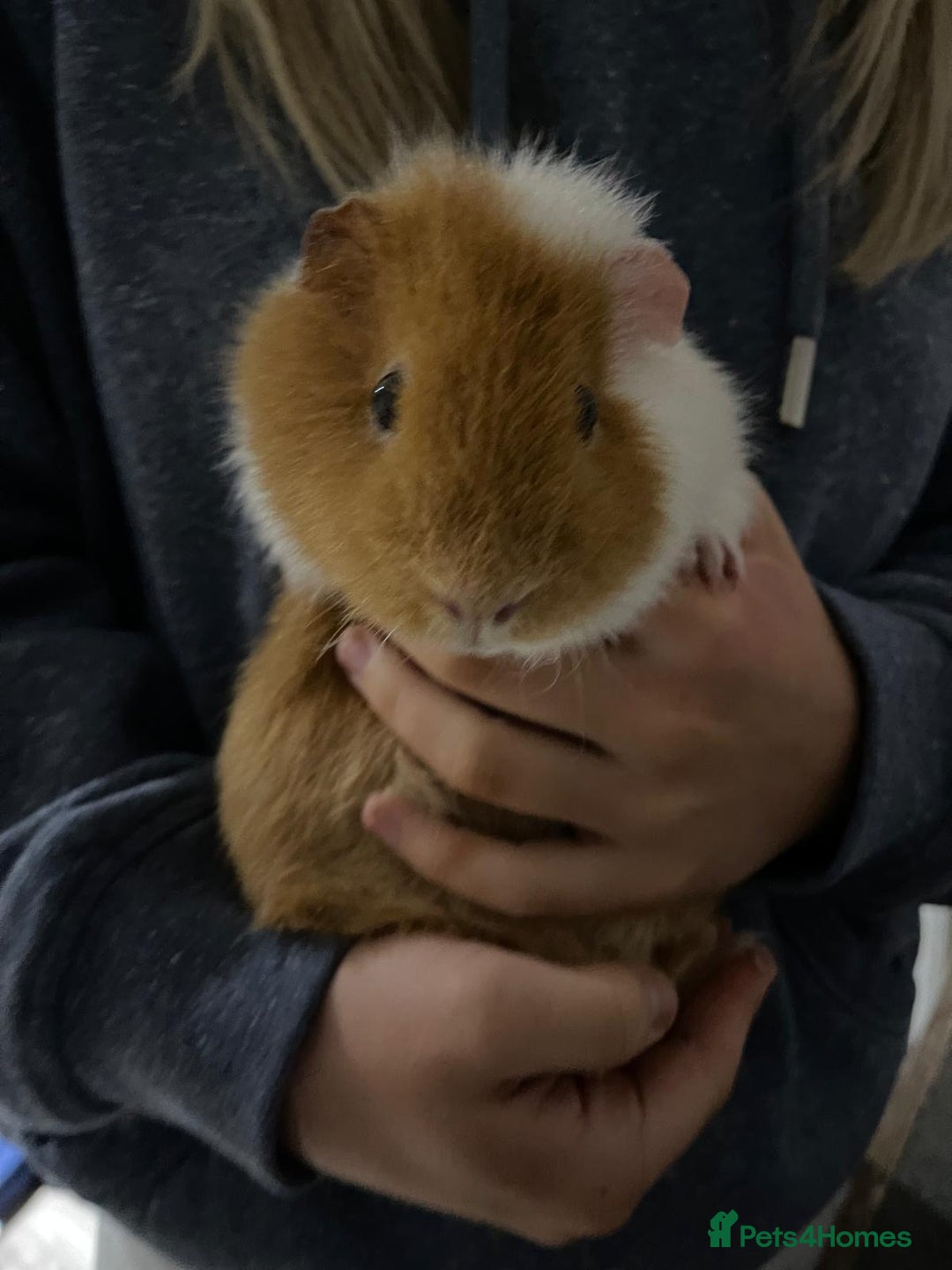 Guinea Pig rodents for sale: Two beautiful guinea pigs with cage FREE!!!!! - Advert 2