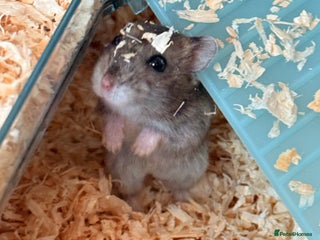 Hamster rodents Baby dwarf hamster - Advert 11