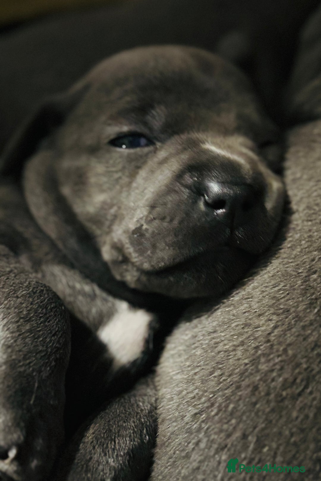 Staffordshire Bull Terrier dogs for sale: KC Registered Blue Staffordshire bull terrier - Image 19