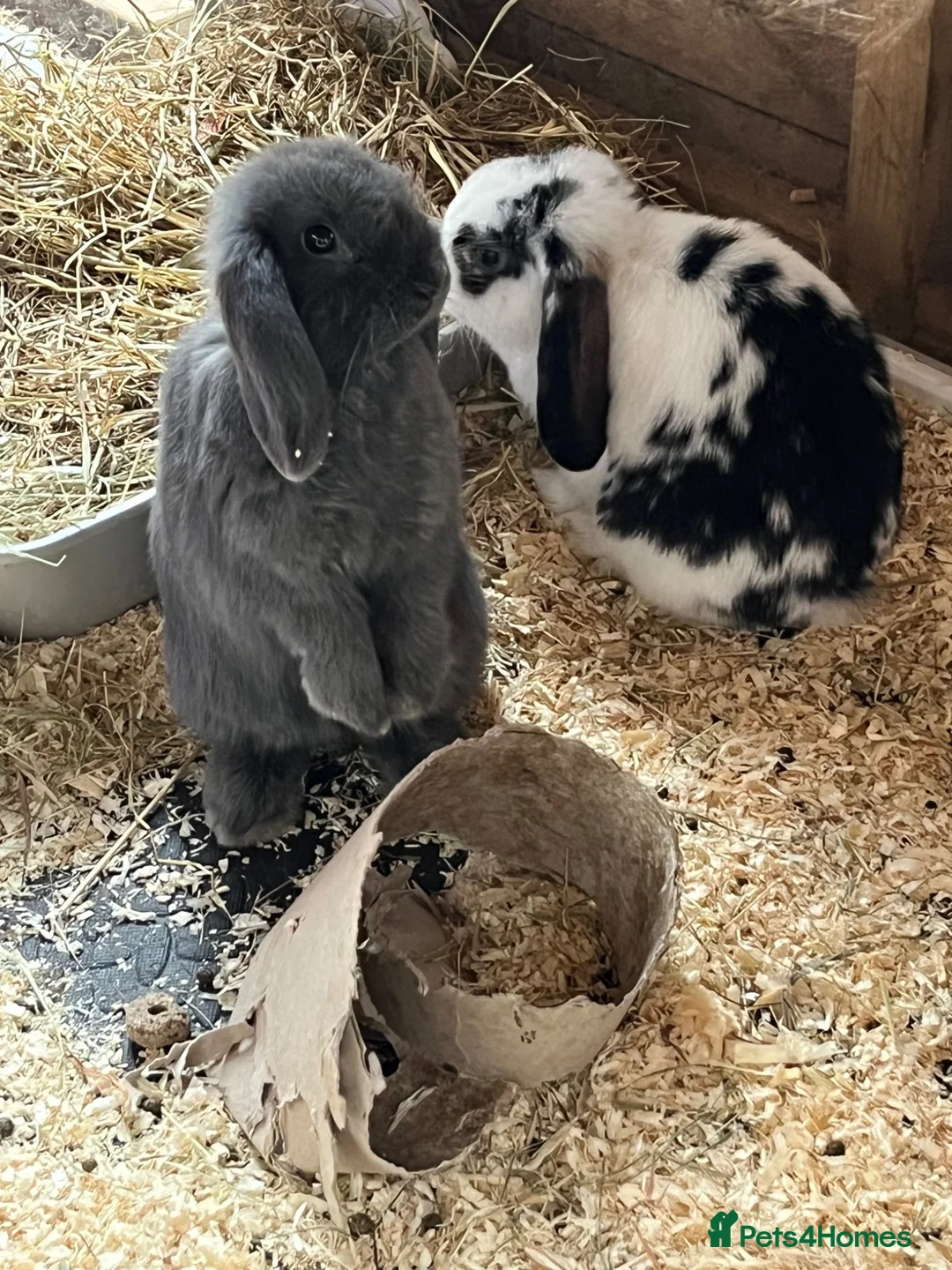 Mini Lop rabbits for sale: Mini lop bucks  ready to go now  - Advert 1
