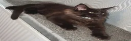 Maine Coon cats for sale: Tica pedigree Maine Coon Parents dna screened. - Advert 2