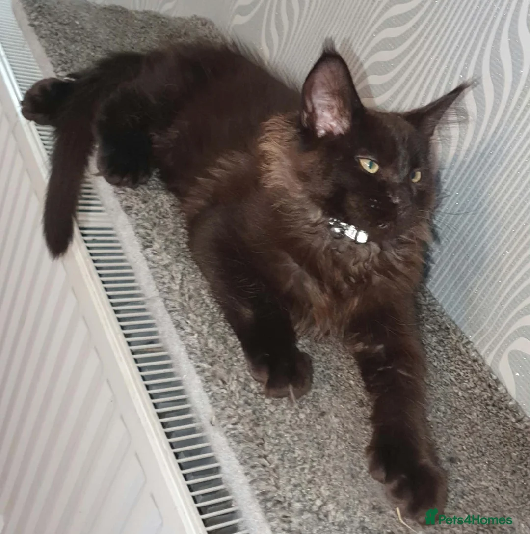 Maine Coon cats for sale: Tica pedigree Maine Coon Parents dna screened. - Advert 2