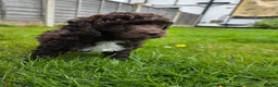 Miniature Poodle dogs for sale: Miniature poodle puppies. Kc registered in Southport - Advert 3