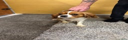 Cavalier King Charles Spaniel dogs for sale: Cavalier King Charles pups  - Advert 2