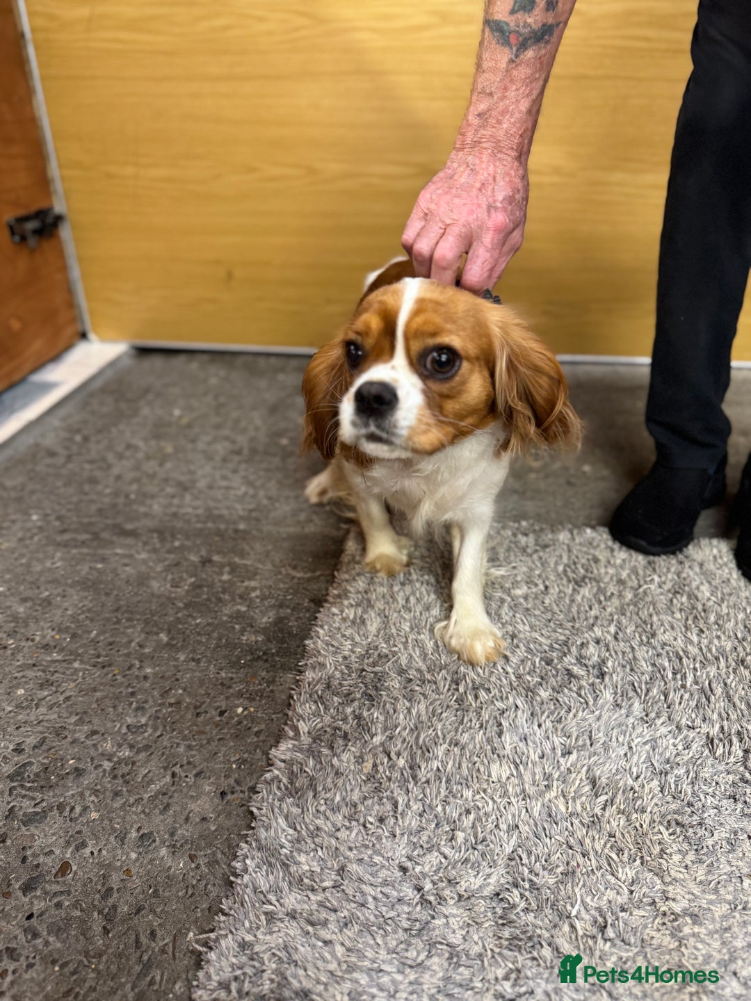 Cavalier King Charles Spaniel dogs for sale: Cavalier King Charles pups  - Advert 2