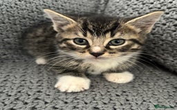 British Shorthair cats for sale: Kittens ready now  - Image 4