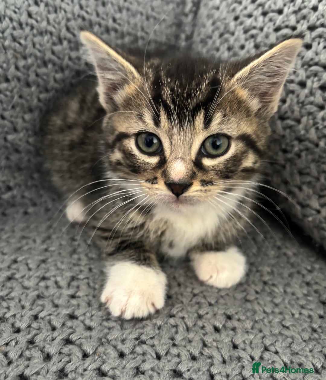 British Shorthair cats for sale: Kittens ready now  - Image 4