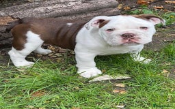 English Bulldog dogs for sale: Here come the Girls - Image 11