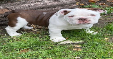 English Bulldog dogs - Advert 6