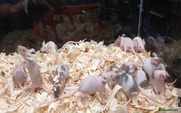 Mouse rodents for sale: Baby Fancy Pet Mice , Females available  - Image 17