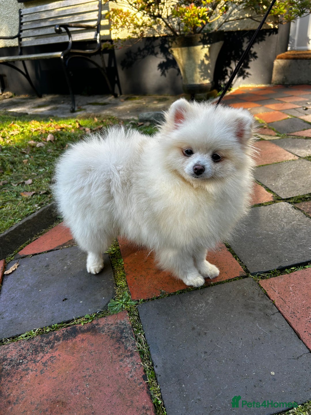 Pomeranian dogs for sale: Beautiful Pomeranian Teddy Bear Puppies - Advert 15