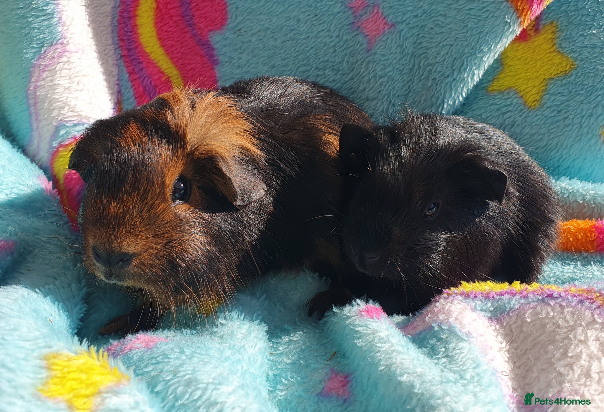 Guinea Pig rodents guinea pigs  - Advert 21