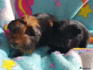 Guinea Pig rodents guinea pigs - Advert 21