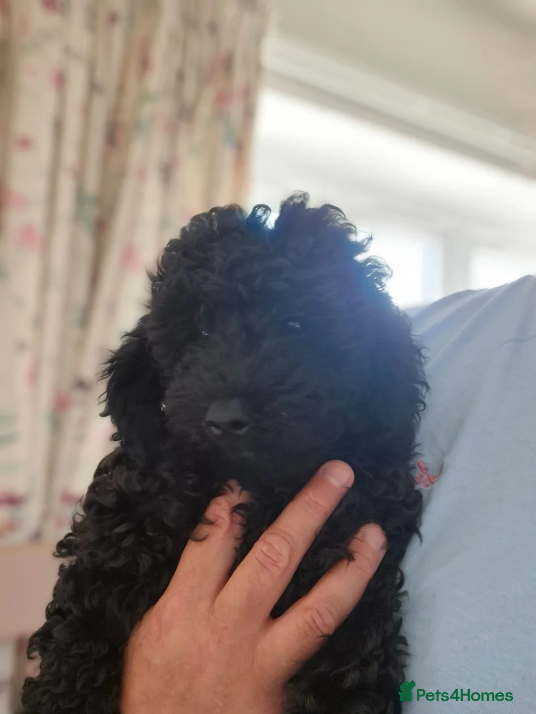 Mixed Breed dogs for sale: Miniature Poodle little lady last puppy available  - Advert 2