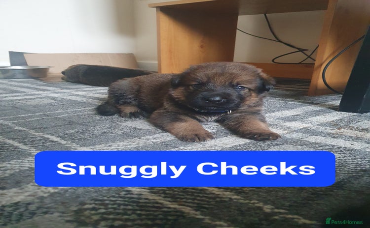 Mixed Breed dogs - Advert 1