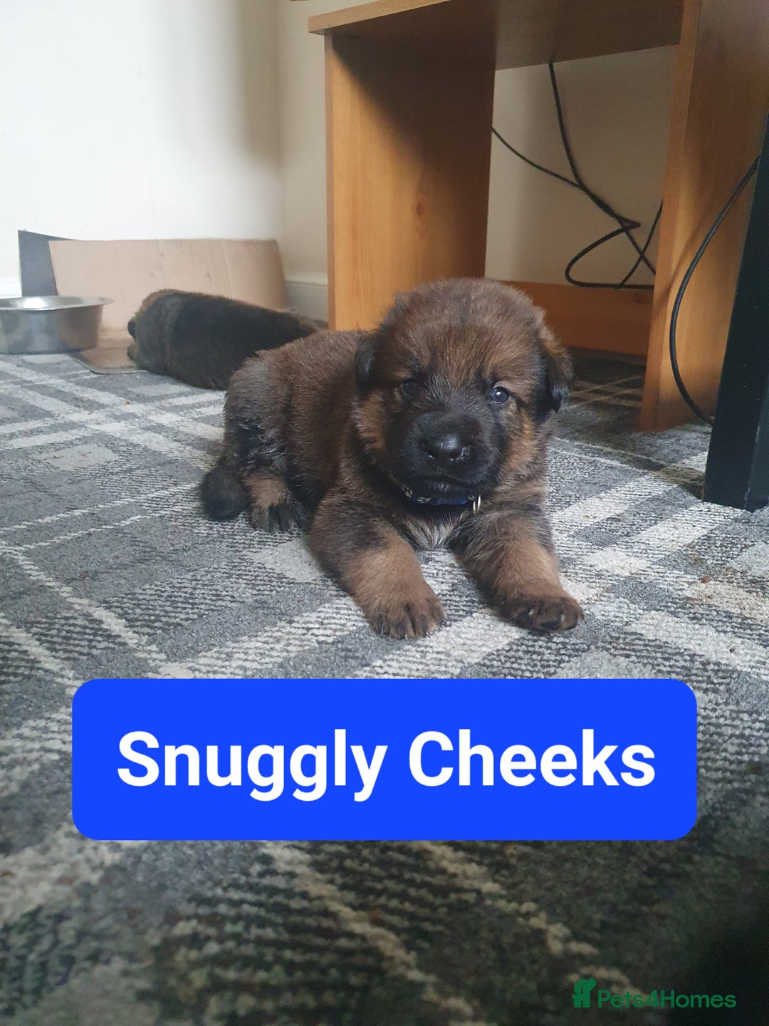 Mixed Breed dogs for sale: Rottweiler Ovcharka puppies in East Kilbride - Image 5