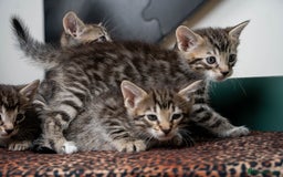 Bengal cats for sale: Gorgeous kittens, Wild-Patterned, Stunning Looks - Image 18