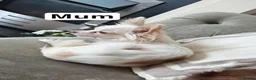 Chihuahua dogs for sale: Lilac long hair chihuahua  - Advert 4