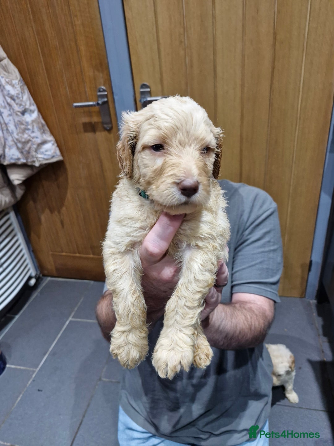 Labradoodle dogs for sale: Large standard labradoodles - Image 9