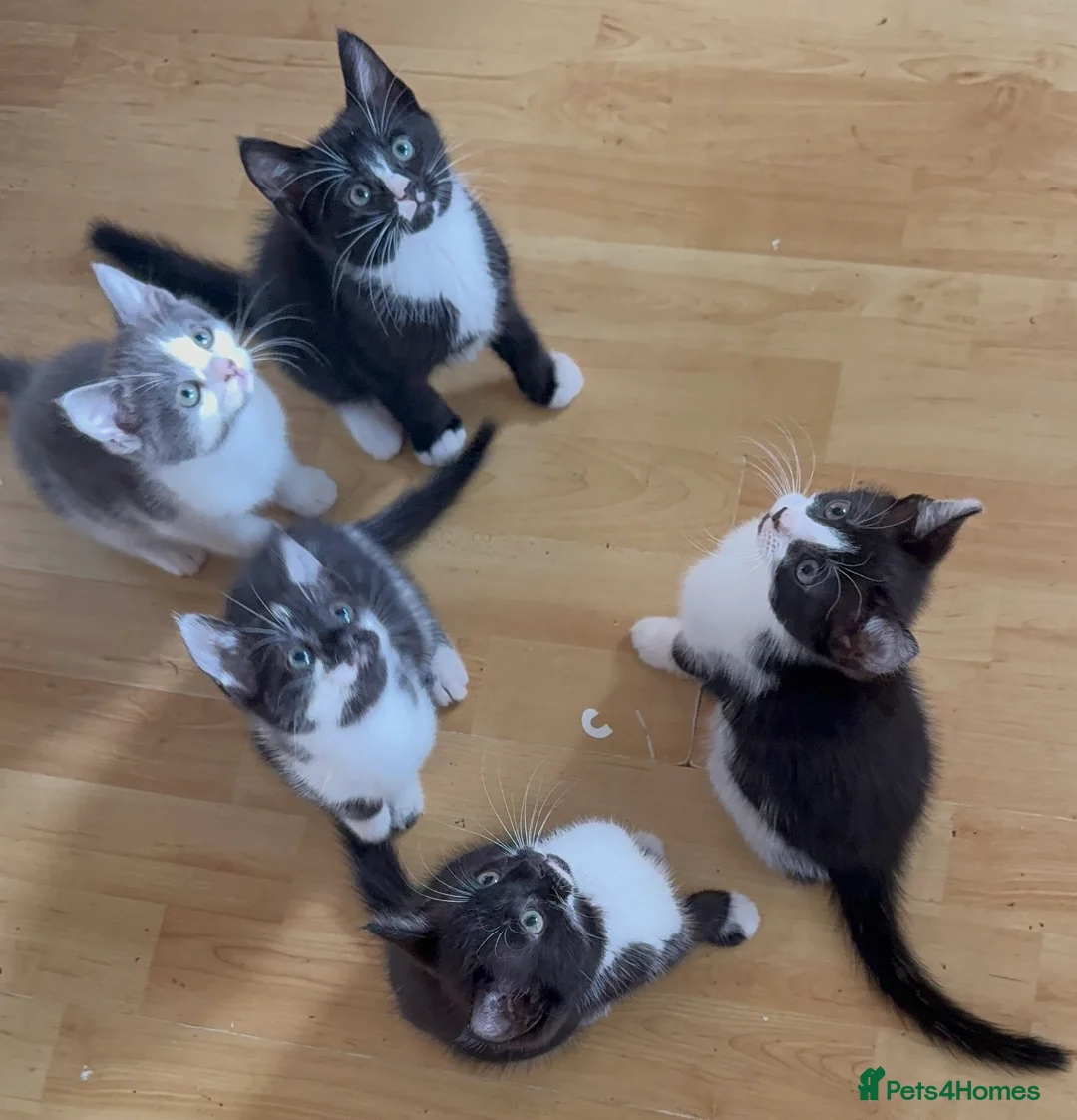 Mixed Breed cats for sale: 5 Kittens Available❤️ - Advert 2