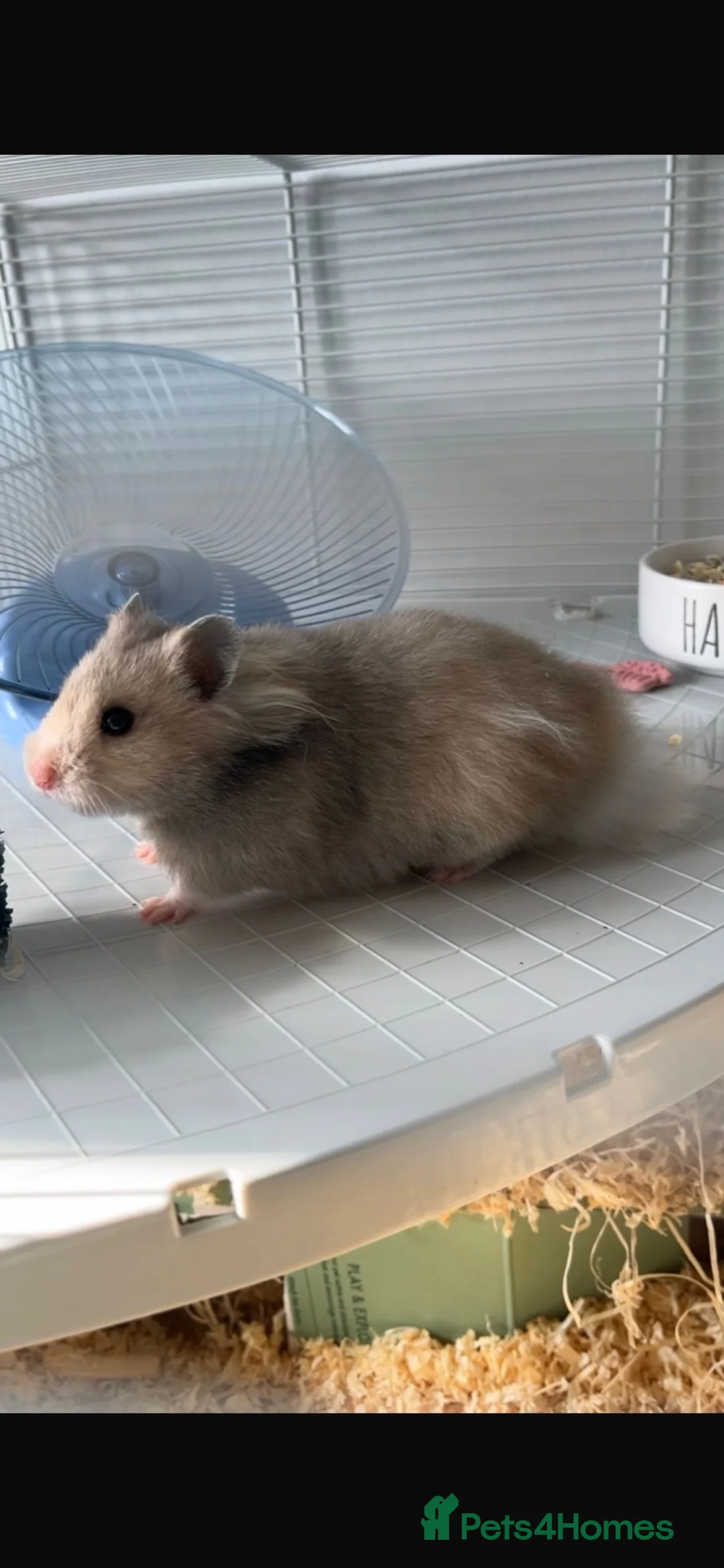 Hamster rodents for sale: Syrian Hamster for sale - Advert 2