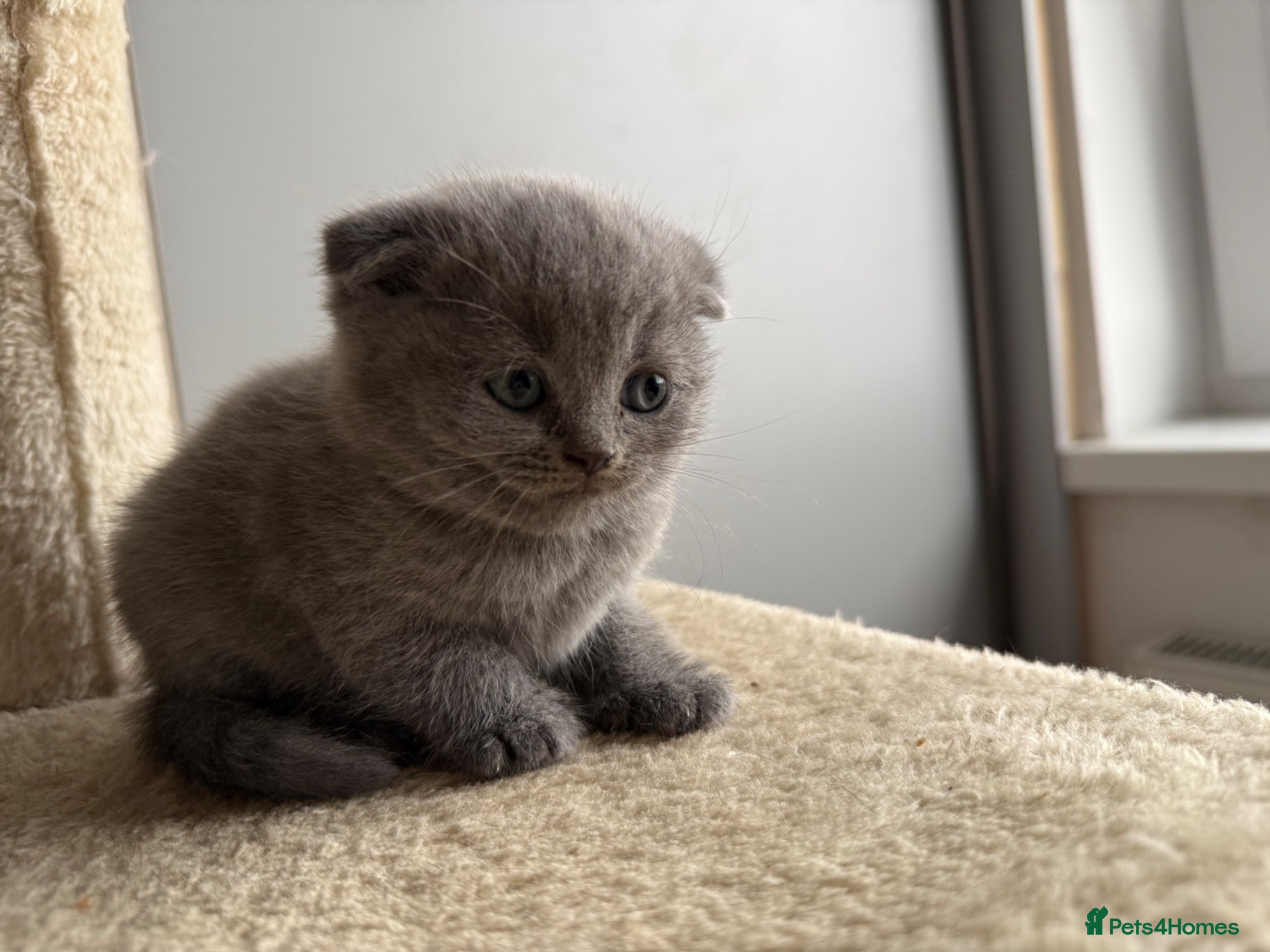 Scottish Fold cats LAST BOY LEFT🥰🥰 - Advert 1