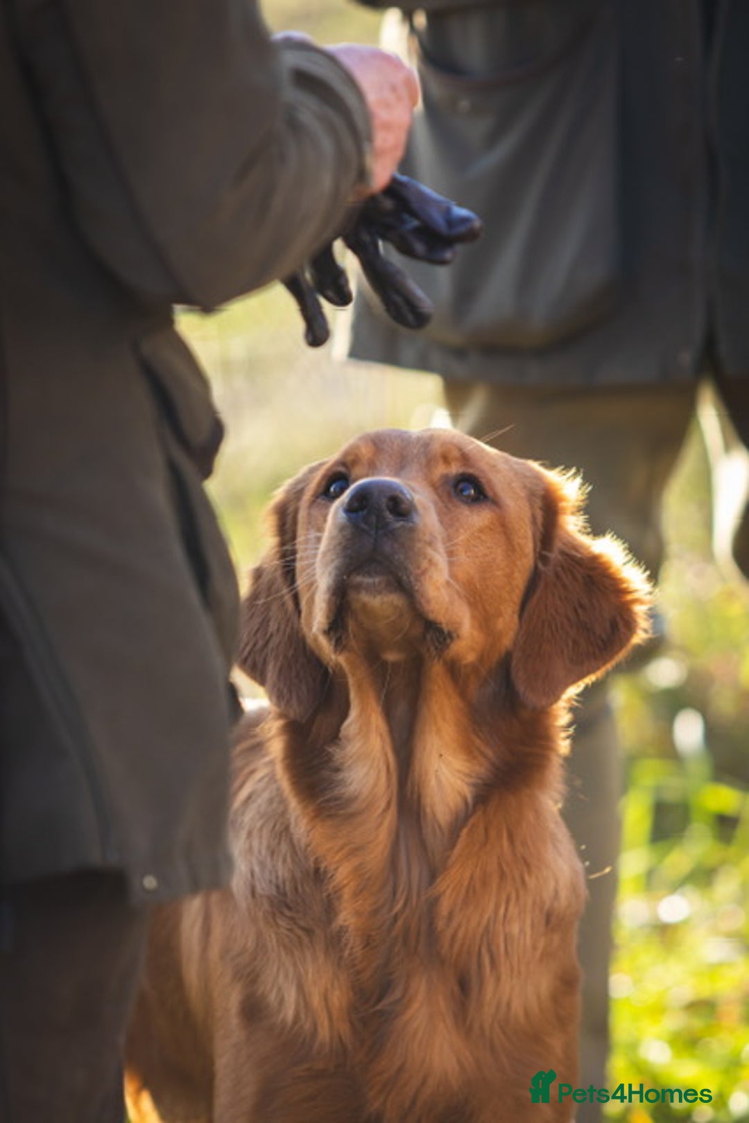 Golden Retriever dogs for stud: Gibson - Image 4