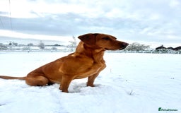 Labrador Retriever dogs for sale: KC Registered Fox Red Labrador Puppies - Image 11