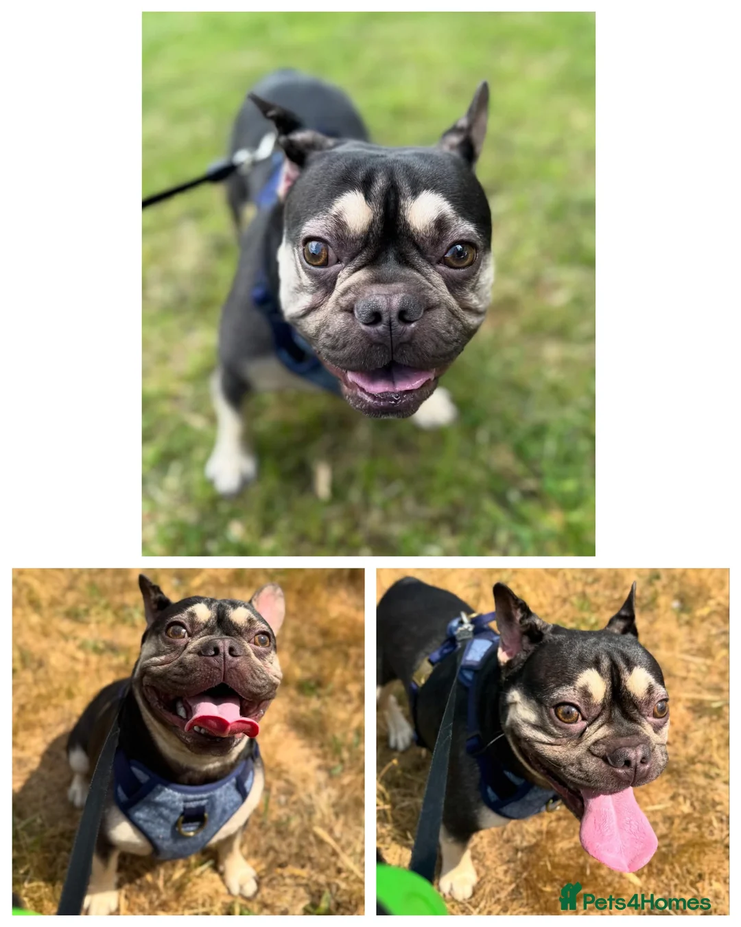 French Bulldog dogs for sale: Male french bulldog - Advert 4