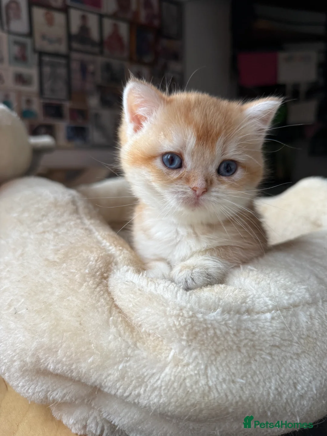 British Shorthair cats for sale: GCCF reg BSH Last Black Golden Female Kitten - Advert 16