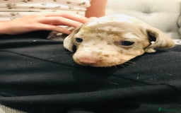 Miniature Dachshund dogs for sale: 4 beautiful miniature dachshunds 4 weeks old - Image 5