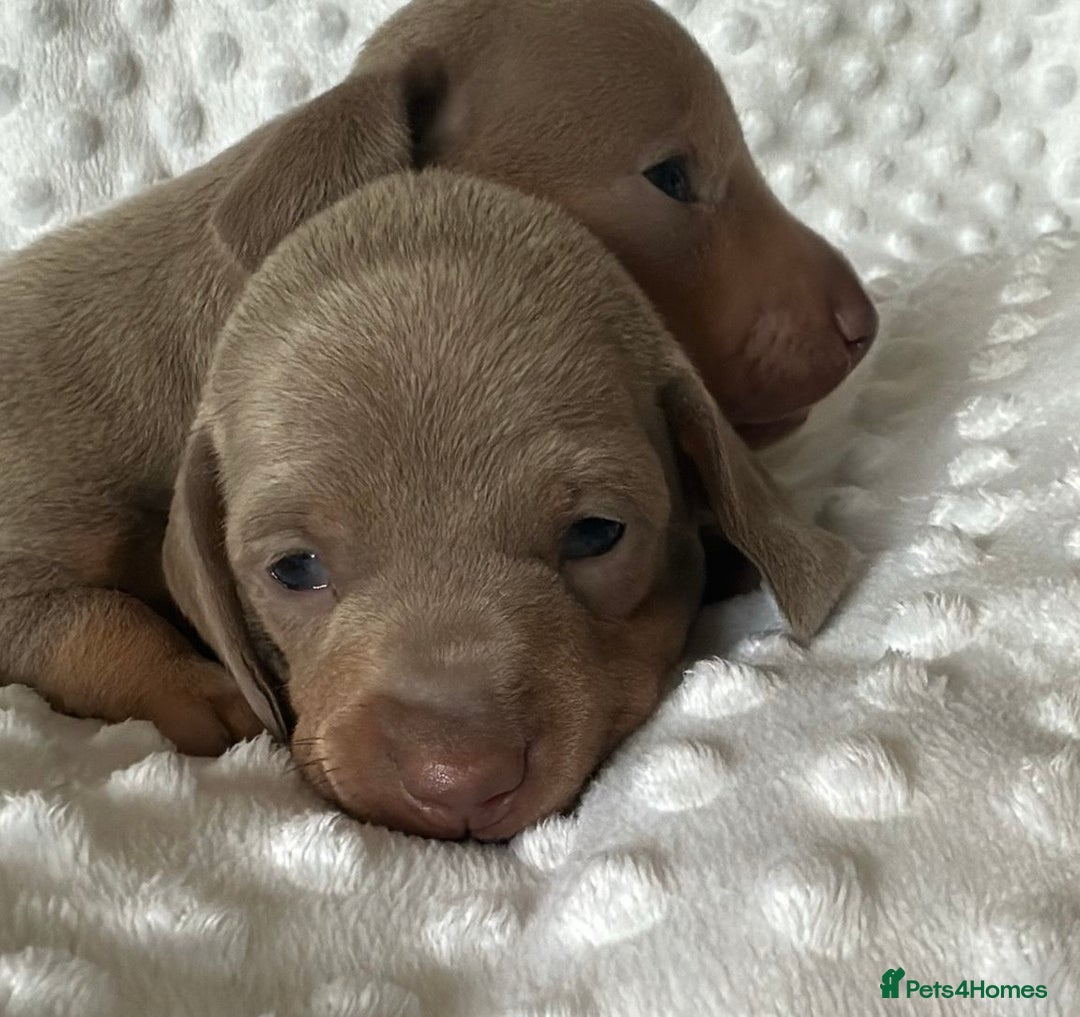 Miniature Dachshund dogs for sale: KC Miniature Isabella Dachshunds PRA Clear - Image 9