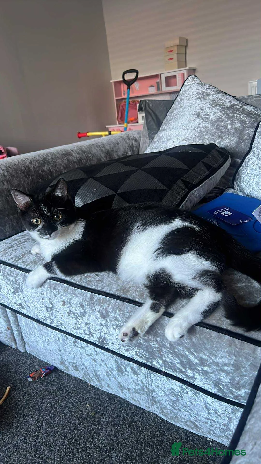 Mixed Breed cats for sale: Young black and white cat - Advert 3