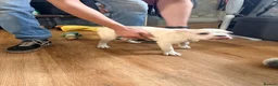 French Bulldog dogs for sale: REDUCED..FRENCH BULLDOG PUPPIES FOR SALE in London - Advert 5