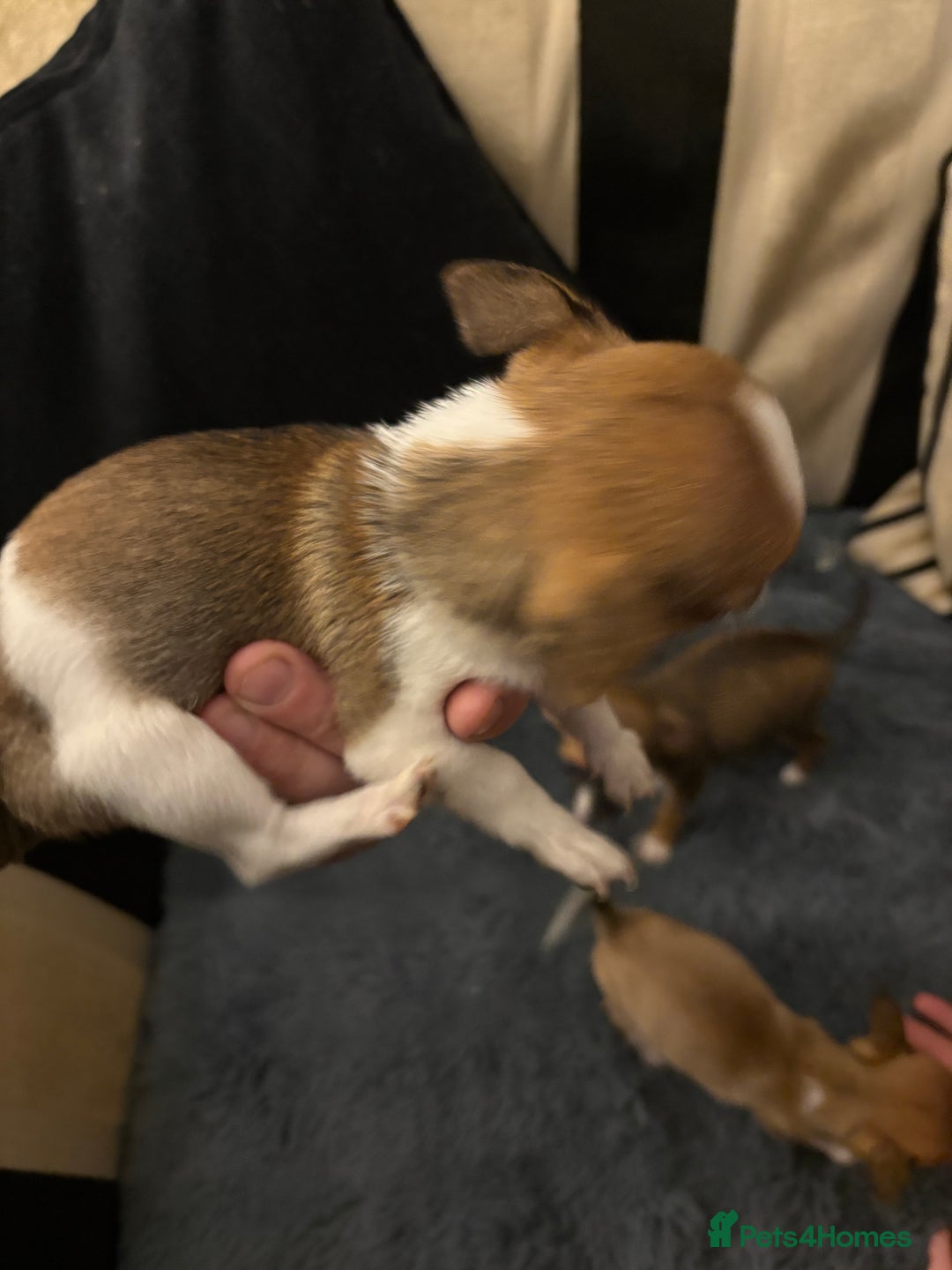 Mixed Breed dogs for sale: Jackawawa pups  - Advert 16